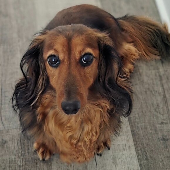 Meet your Posher, Janaine - Picture 1 of 1